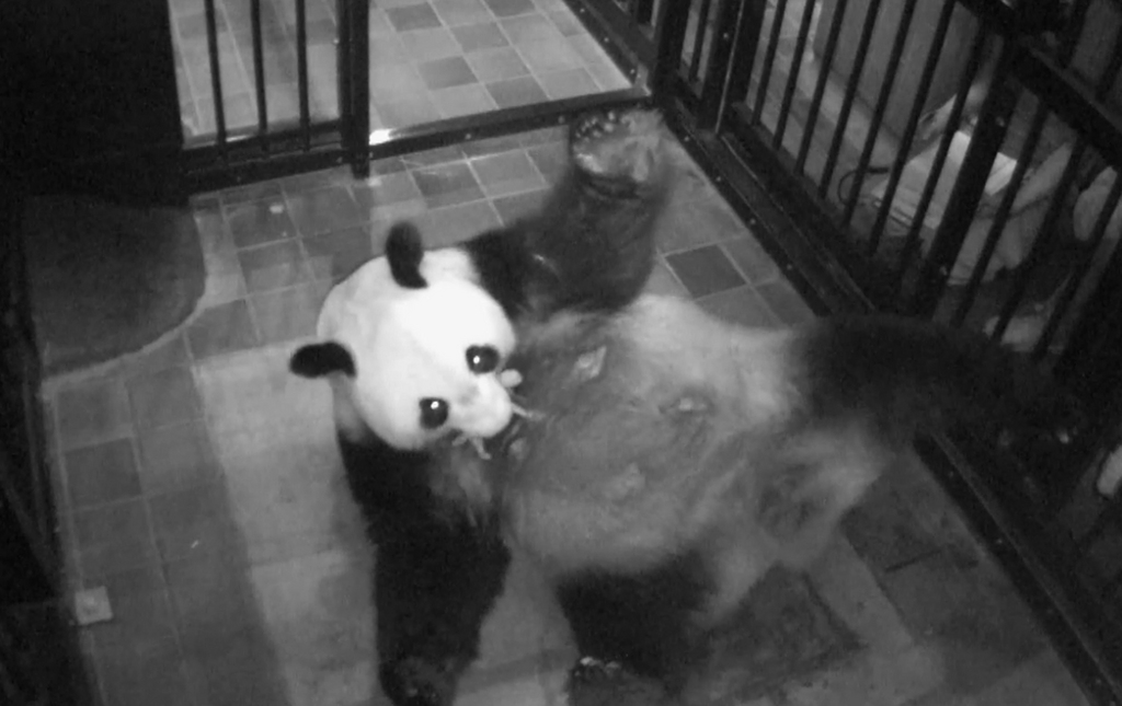 ShinShin, la maman panda tient son petit dans sa bouche. (Tokyo Zoological Park Society via AP)