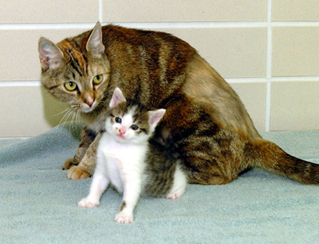 Nos chats domestiques ne sont pas des chats sauvages européens qui se sont adaptés à notre vie sédentaire. Ils sont arrivés chez nous en provenance du Proche-Orient.