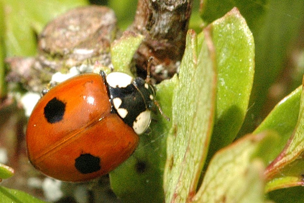 La coccinelle à deux points, d'origine indigène, va "envahir" certains jardins parisiens.