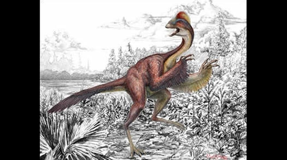 Dotés d'un bec robuste comme celui du perroquet et coiffés d'une crête, les oviraptorosaures étaient pour la plupart couverts de plumes.