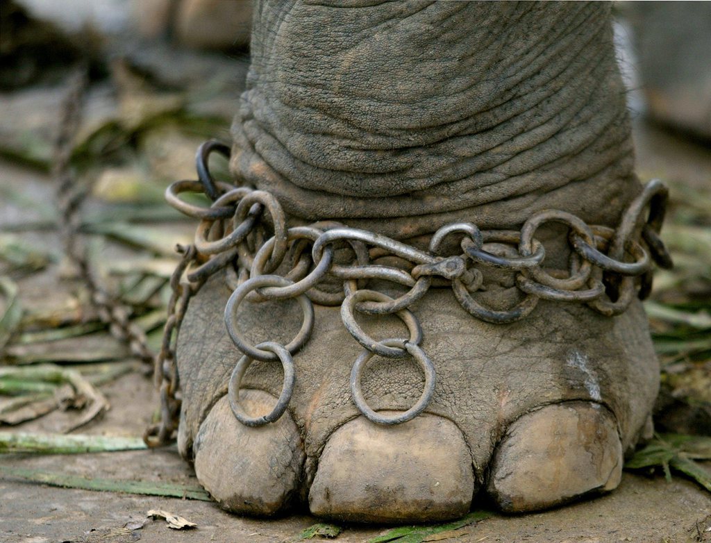Les éléphants vivent des conditions cruelles pour amuser les touristes.