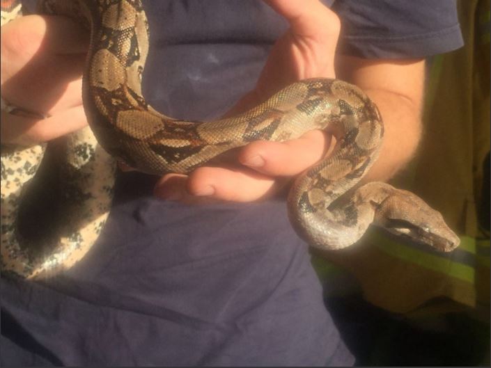 Les pompiers ont rapidement capturé le serpent.