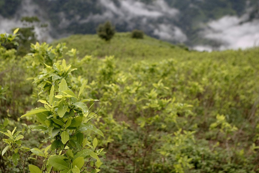 Les cultures de coca sont passées de 96'000 hectares en 2015 à 146'000 en 2016.