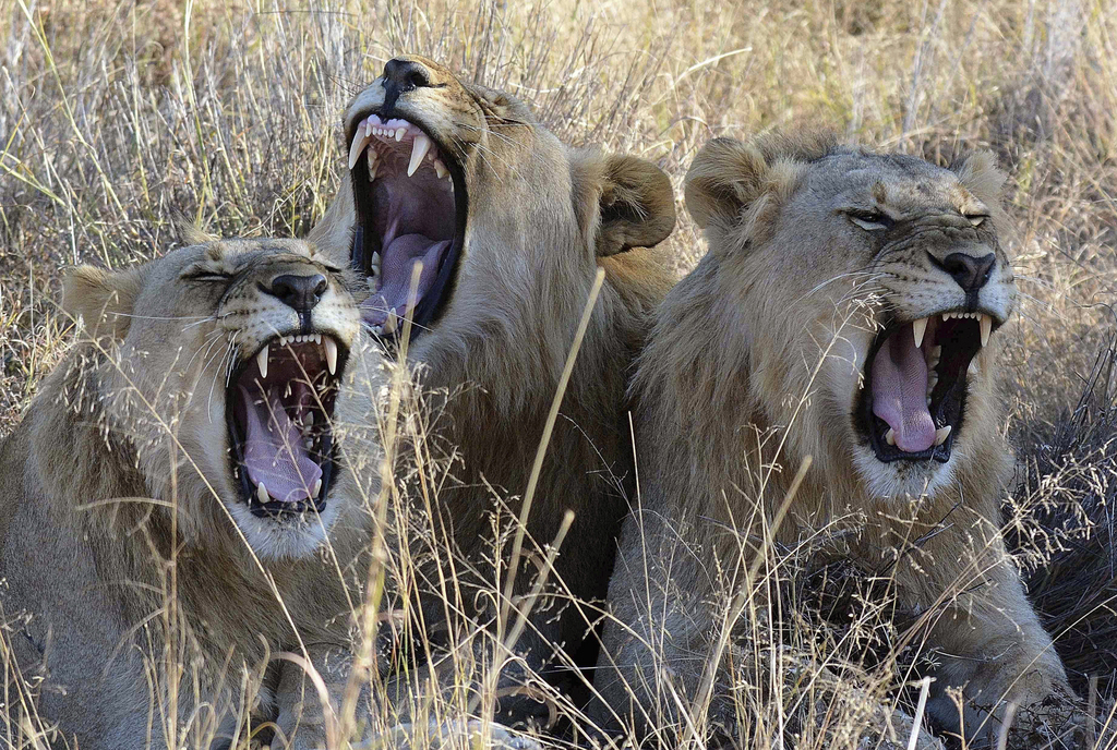 Dans un premier temps, SANParks avait fait état de la fuite de quatre lions, mais tout laisse penser qu'ils n'étaient finalement que trois.