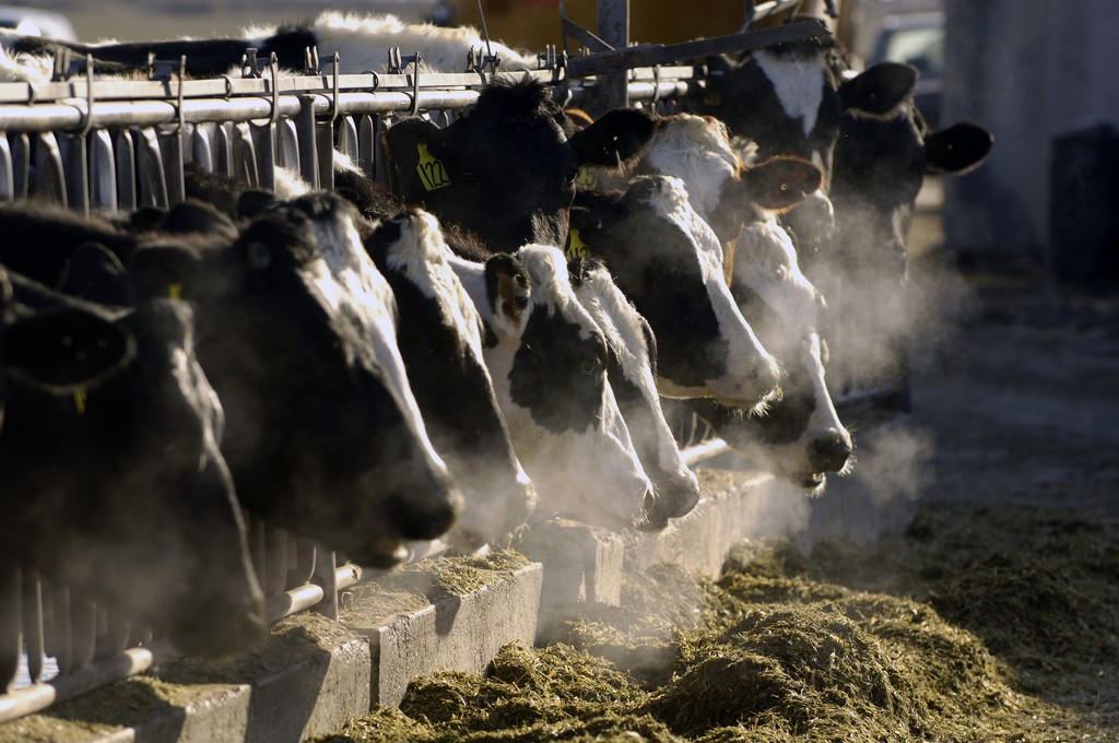 D'ici au mois d'août, 4000 vaches devraient arriver au Qatar par la voie des airs.