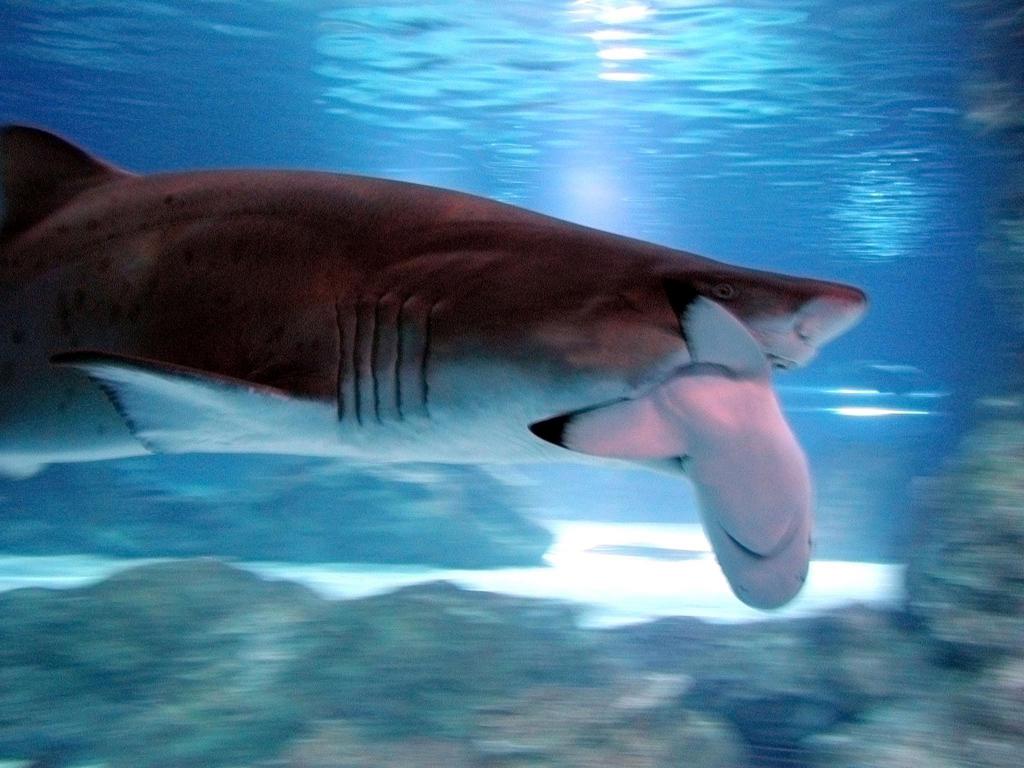Sans langue, les requins utilisent leur "ceinture d'épaule" pour pousser les proies vers leurs dents.