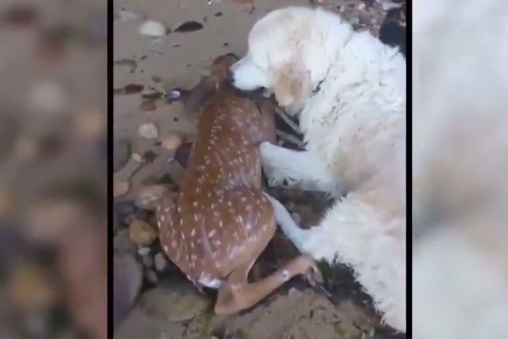 Contrairement à ce que l'on pourrait penser, ce chien n'est pas en train de croquer un faon.