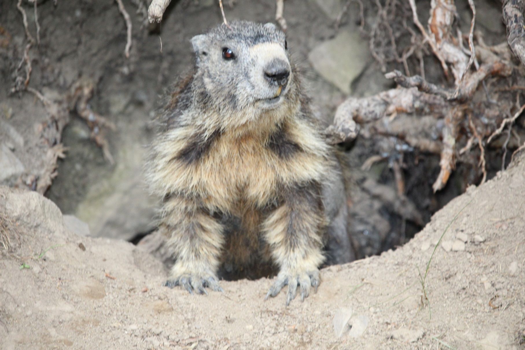 Une marmotte qui va attirer le regard des visiteurs.