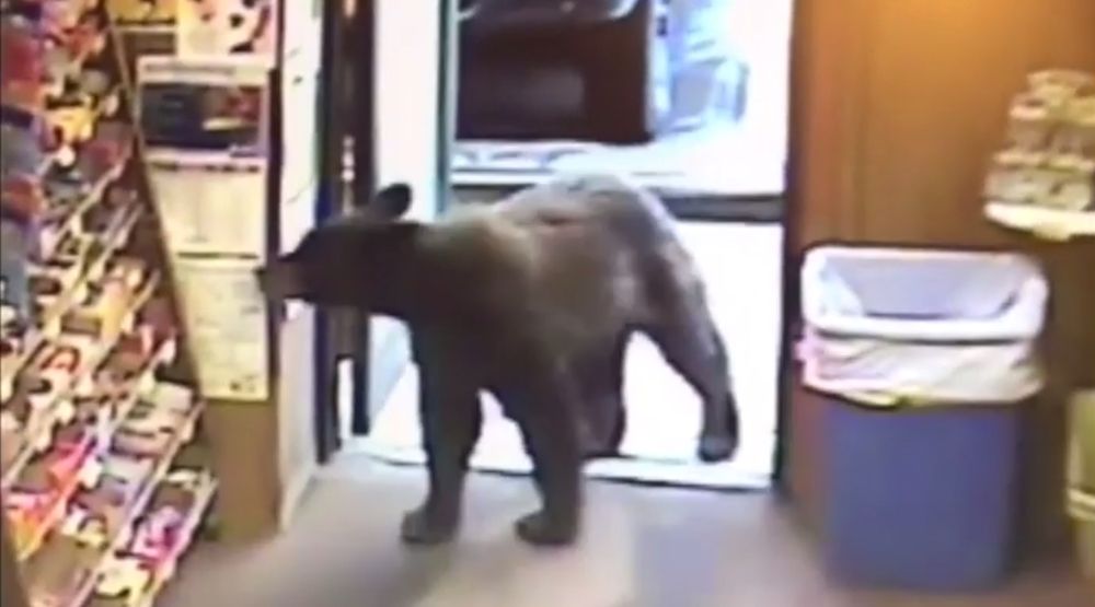 Nullement effrayé, l'ours est entré dans le magasin.