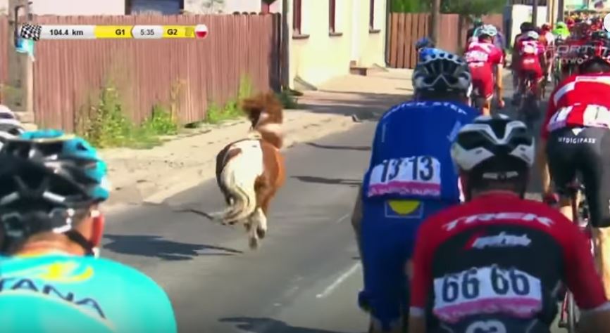 Un poney a couru avec les cyclistes pendant une étape du tour de Pologne.