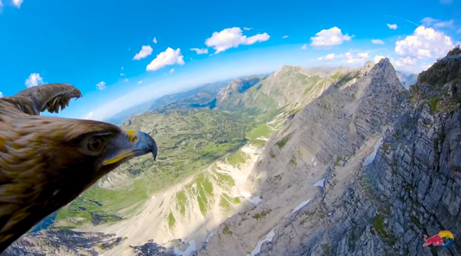 Avec une caméra sur son corps, l'aigle survole les Alpes allemandes.