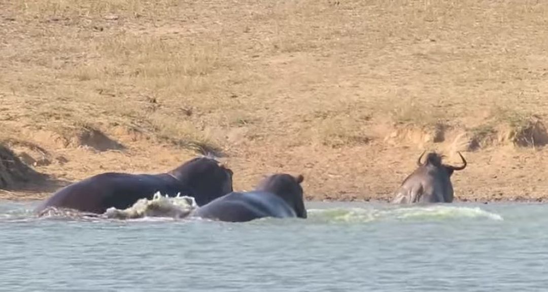 Les deux hippopotames sont intervenus... mais probablement pour défendre leur territoire.