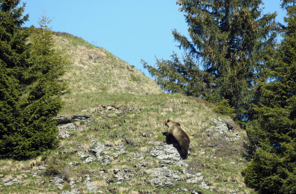 Plusieurs cas d'observation d'ours ont eu lieu dans l'Oberland bernois depuis la fin du printemps.