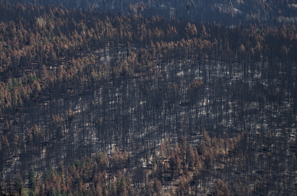 Depuis avril, plus de 1,2 million d'hectares (12'000 km2) de forêt ont été détruits en Colombie-Britannique.