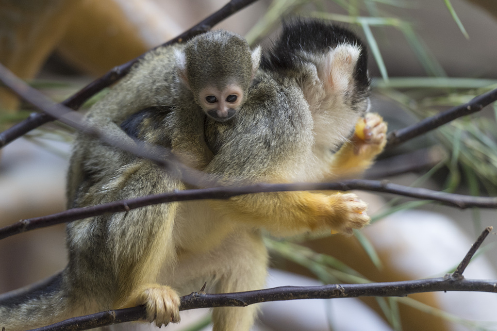 Les petits singes passent encore beaucoup de temps sur le dos de leurs mères