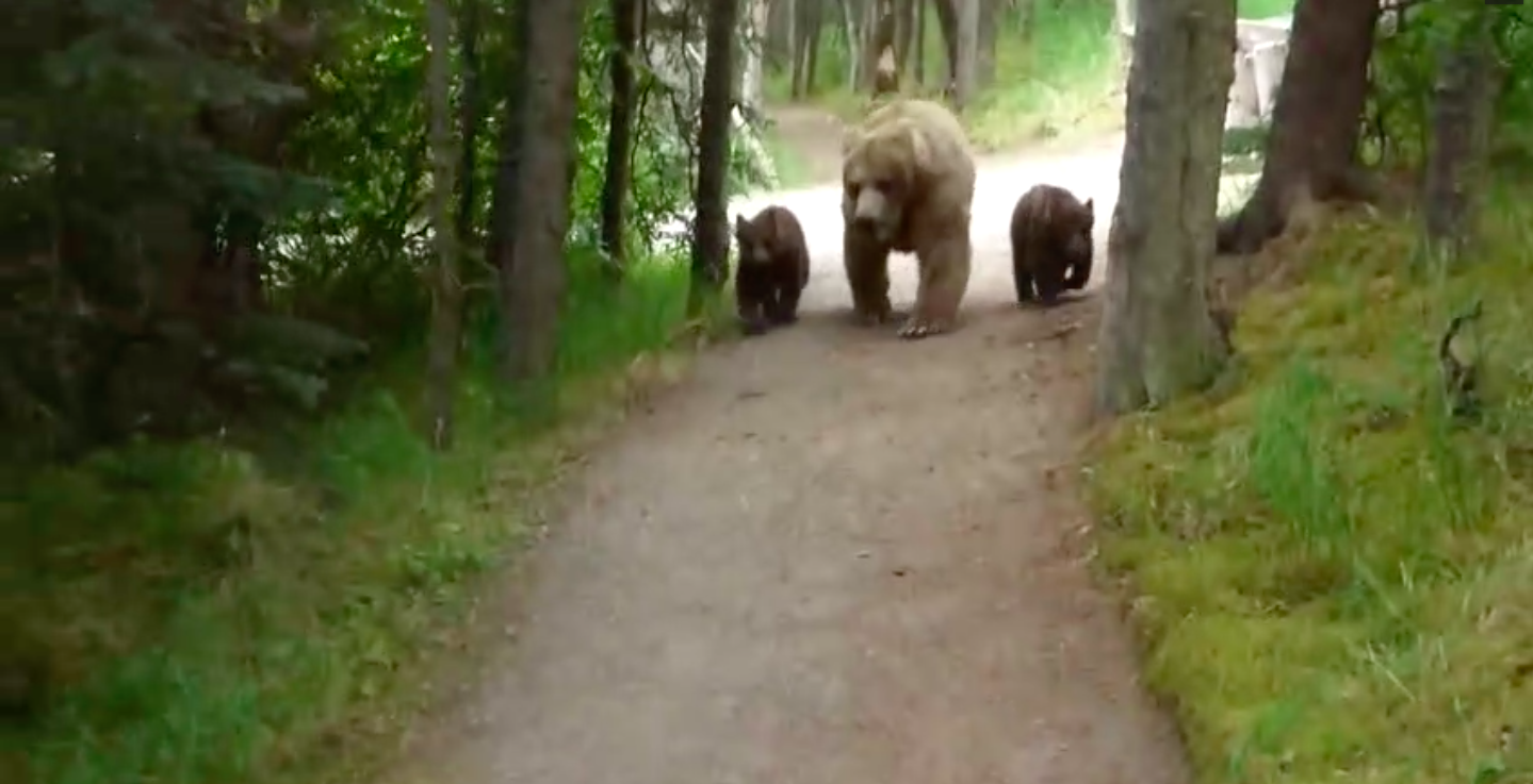 La famille grizzli semblait habituée à croiser des êtres humains dans le parc naturel. 