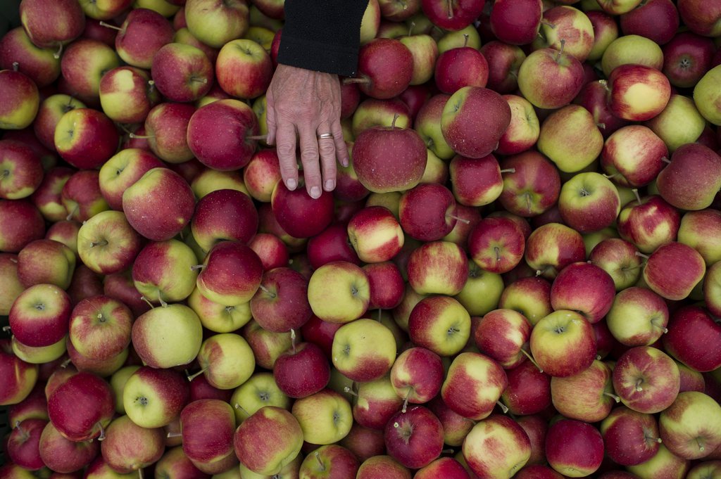 La pomme est le fruit préféré des Suisses, qui en consomment quelque 16 kilos en moyenne par année.