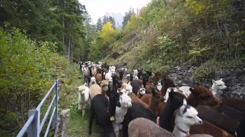 Nouveau style de désalpe dans l'Oberland bernois: des lamas et des alpagas ont rejoint mardi la plaine. 