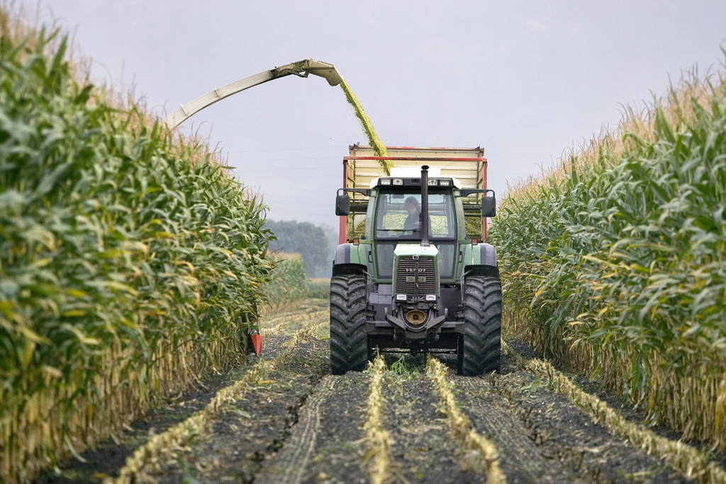 Les agriculteurs suisses ont récolté 470'000 tonnes de céréales propres à la panification, selon les recensements de swiss granum. (illustration)