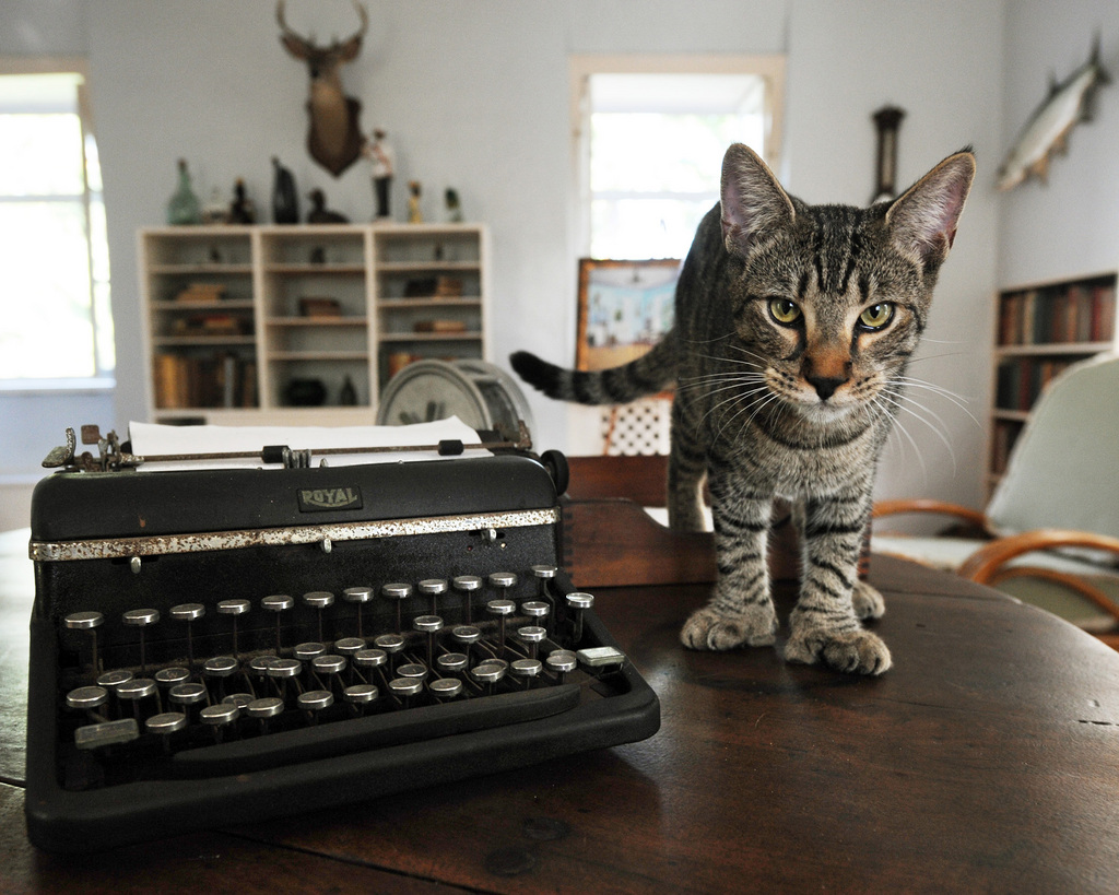 A l'image de "Hairy Truman," la moitié des chats du musée ont six doigts, au lieu de cinq à l'avant et quatre à l'arrière.