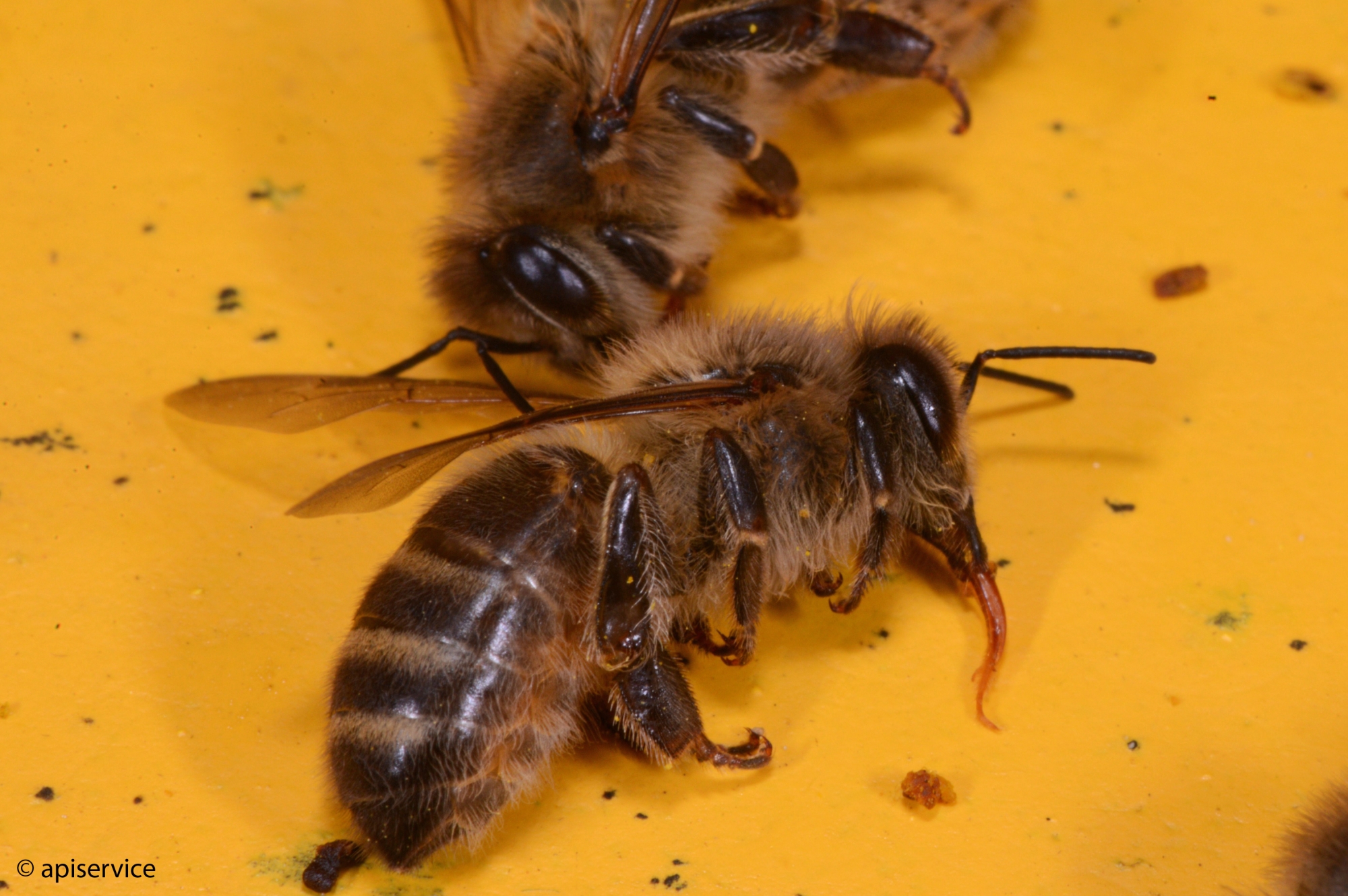 Les substances neurotoxiques de ces produits s'attaquent au système nerveux des insectes.