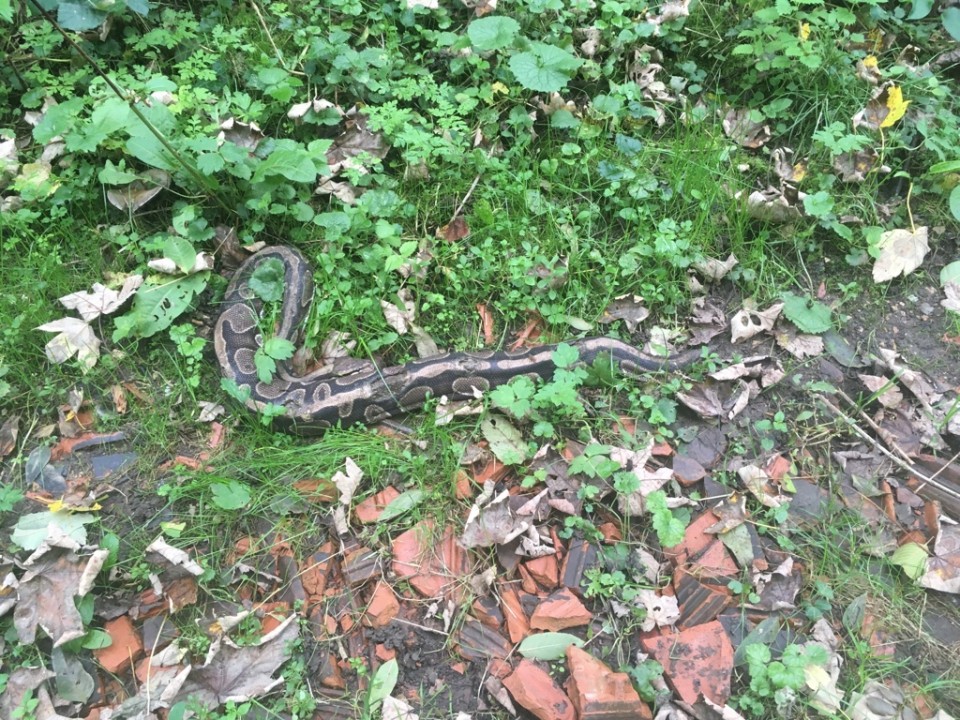 La police pense que quelqu'un a abandonné le python illégalement dans la forêt de la montagne de Zurzach.