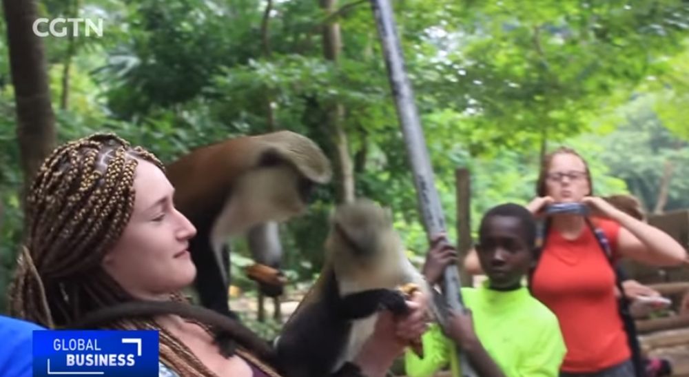 Des milliers de visiteurs viennent désormais chaque année rencontrer ces primates d'une cinquantaine de centimètres dans le sanctuaire de Tafi Atome, qui longe la frontière avec le Togo.