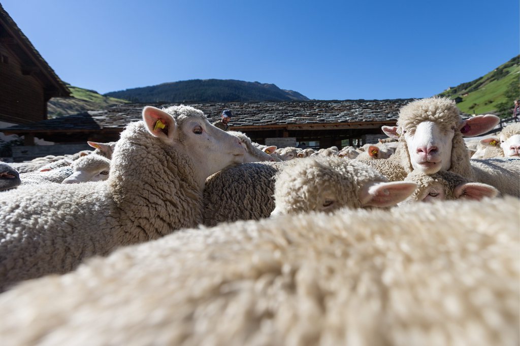 Des analyses sont aussi en cours pour déterminer quel animal a attaqué les moutons. (illustration)