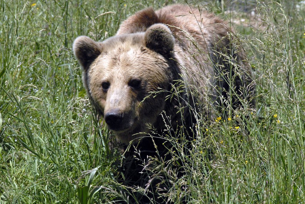 Des ours bruns affamés et agressifs sèment la terreur sur l'île de Sakhaline (Extrême-Orient russe), où ils rôdent près des villages à la recherche de nourriture. (illustration)
