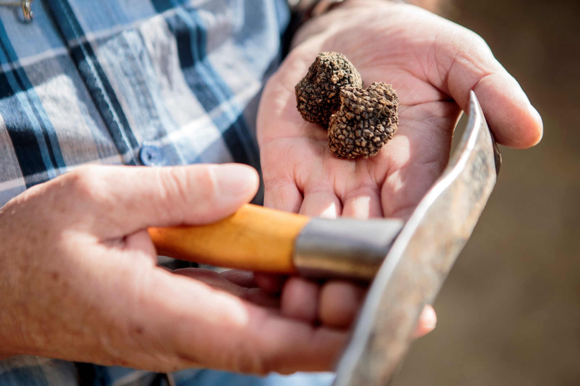 Eclépens, lundi 9 octobre 2017
Reportage sur Frédy Balmer, fameux "chasseur de truffes" au refuge d'Eclépens

© Sigfredo Haro Reportage truffe, Eclépens