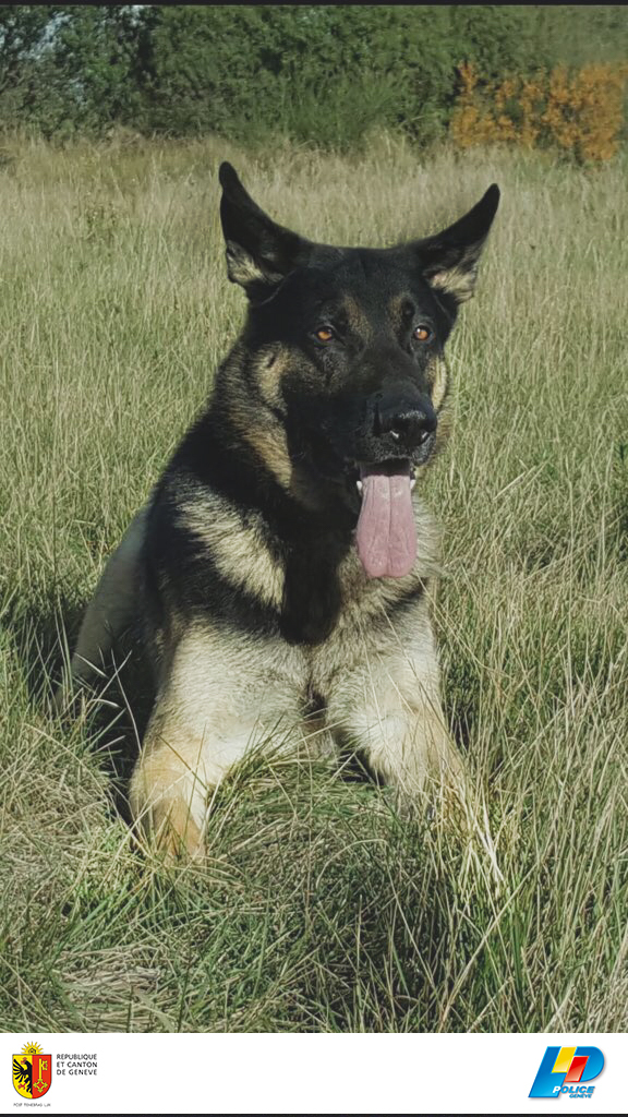 Le chien de police "Vick" a retrouvé de la drogue cachée.