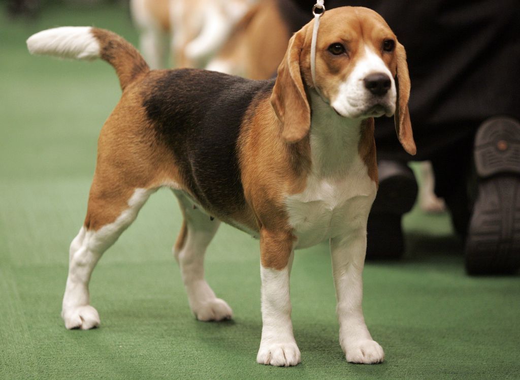 Les retrievers, les beagles et les terriers seraient les chiens les plus susceptibles de protéger leurs maîtres contre les maladies graves. (illustration)