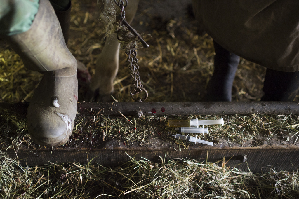Éleveurs et vétérinaires multiplient les efforts pour réduire leur consommation d'antibiotiques sur les animaux de rente.