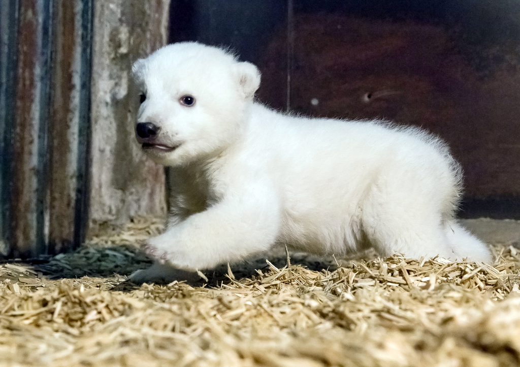 Le Tierpark avait déjà été endeuillé en mars après le décès de Fritz, un petit ours polaire décédé d'une hépatite à l'âge de quatre mois.