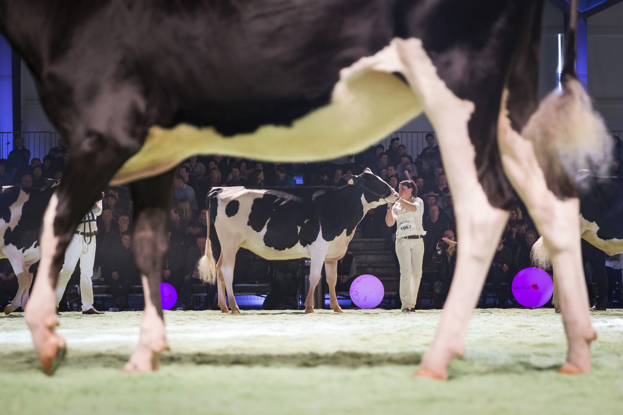 A breeder poses with a cow, during the Swiss Expo livestock contest, in Lausanne, Switzerland, on Saturday, January 13, 2018. Swiss Expo is the largest livestock contest for cows in Europe, where some 400 breeders and more than 1'000 cows are present. (KEYSTONE/Cyril Zingaro)