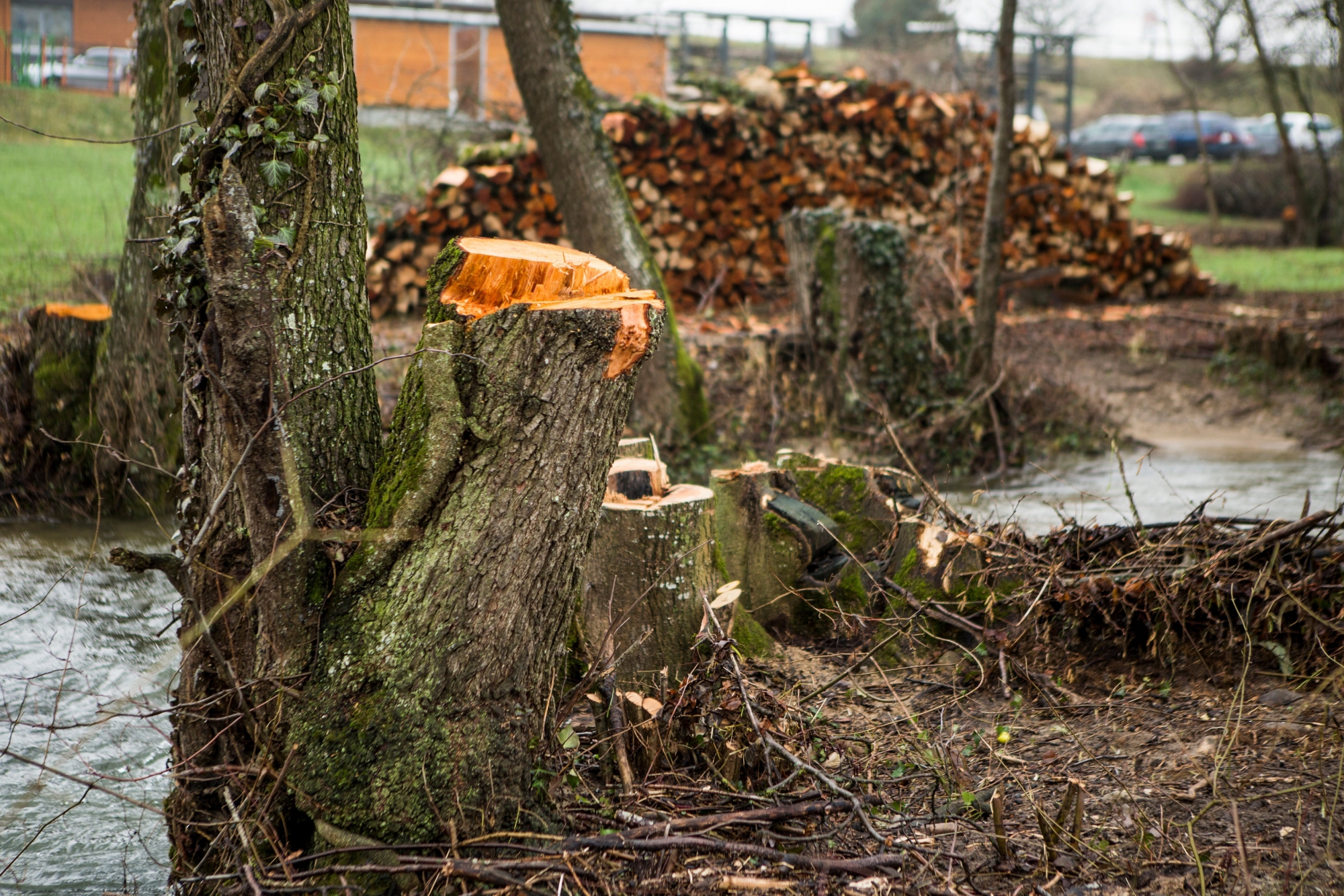 Les arbres ont été coupés pour des questions de sécurité selon le garde forestier en charge de ce secteur.