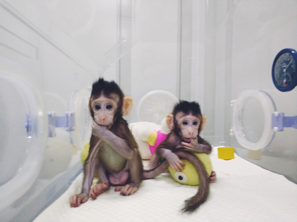 Les deux macaques crabiers, baptisés Zhong Zhong et Hua Hua, ont respectivement huit et six semaines.