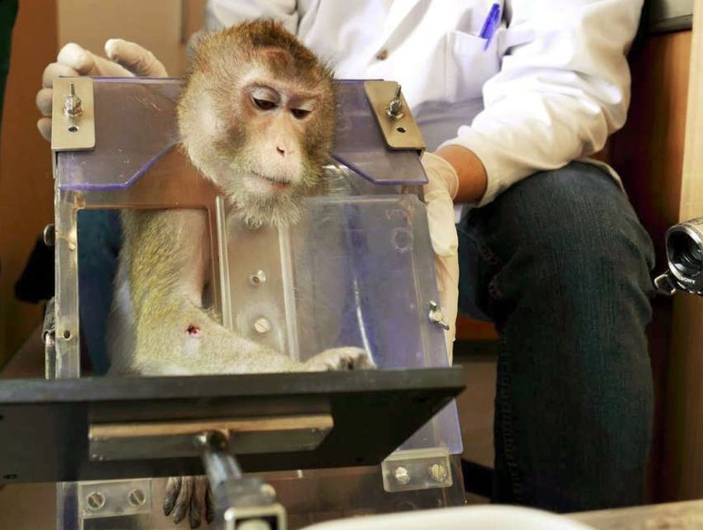 Dans l'expérience en question, qui vise à mettre au point un traitement contre la toxicomanie, des macaques recevront de la cocaïne.