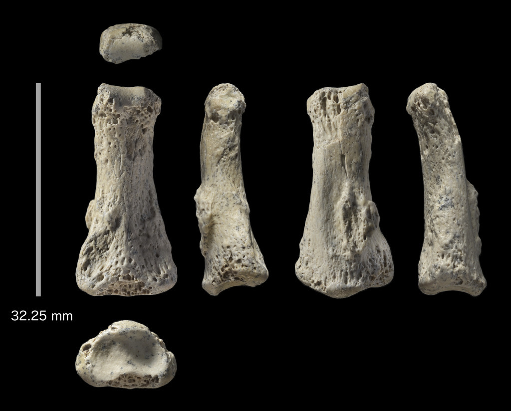 D'une longueur de seulement 3,2 centimètres, le fossile, probablement l'os médian d'un majeur, a été découvert en 2016.