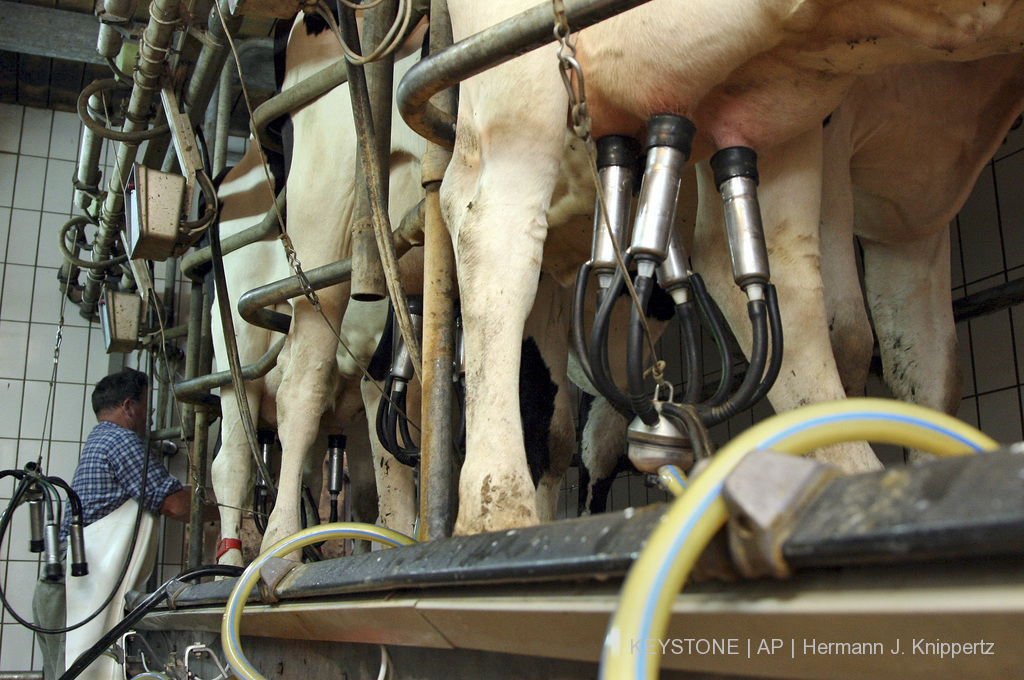Le lait industriel est aujourd'hui payé 55 centimes le litre. Il en faudrait pratiquement deux fois plus pour payer correctement les producteurs (illustration).