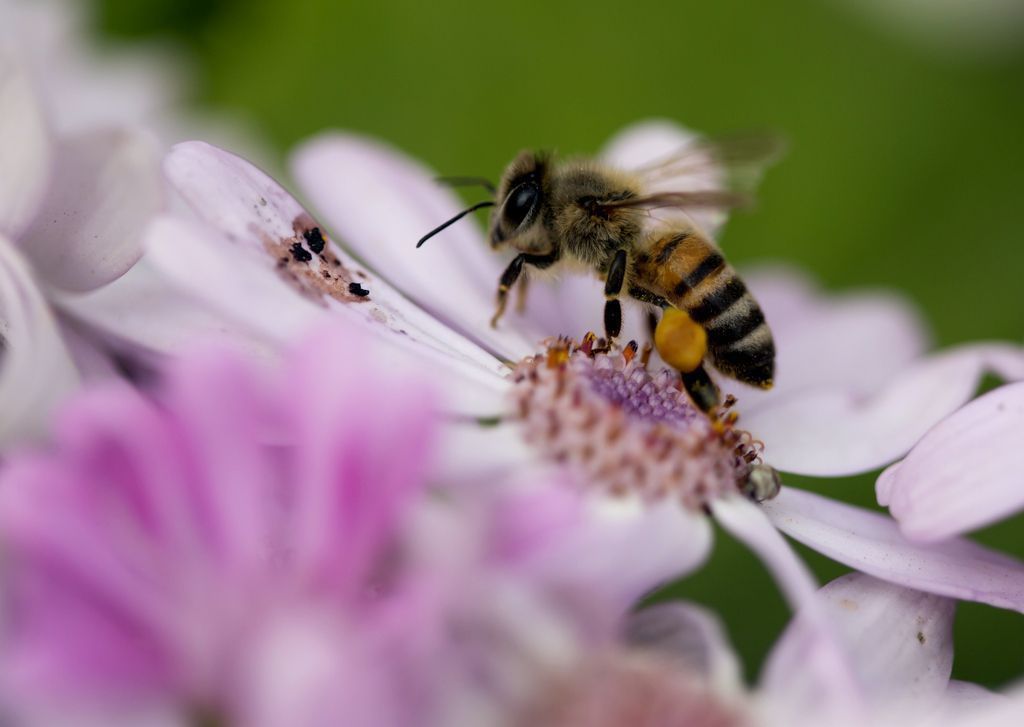 Les plantes en fleurs des jardins et des balcons, même petits, offrent de la nourriture aux abeilles sauvages et aux papillons.