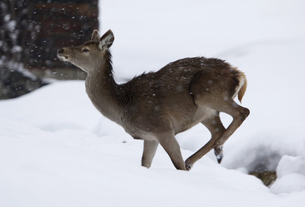 La biche a été attaquée près de la salle de gym d'une école. (illustration)