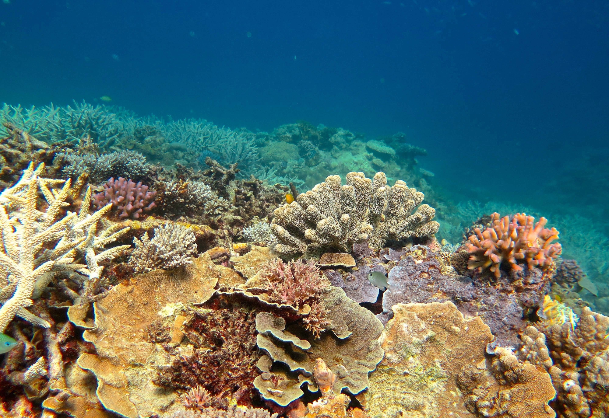 epa05651554 A handout picture taken in November 2016 and made available by the Australian Research Council (ARC) Centre of Excellence for Coral Reef Studies on 29 November 2016 shows healthy Coral in the Capricorn Group of Islands, Southern Great Barrier Reef, Queensland, Australia. A new study has found higher water temperatures have ravaged the Great Barrier Reef, causing the worst coral bleaching ever recorded by scientists. In the worst affected area 67 percent of a 700km swath in the north of the reef lost its shallow-water corals over the past eight to nine months, the ARC Centre of Excellence for Coral Reef Studies based at James Cook University study found.  EPA/TORY CHASE/ARC CENTRE OF EXCELLENCE FOR CORAL REEF STUDIES AUSTRALIA AND NEW ZEALAND OUT HANDOUT EDITORIAL USE ONLY/NO SALES AUSTRALIA GREAT BARRIER REEF CORAL BLEACHING