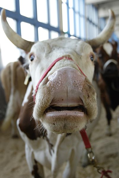 Des Red Holstein, des Holstien, des Monbéliardes, des Normandes et des Swiss Fleckvieh ont paradé lors de l'exposition de vaches laitières de samedi 18 février à la place d'Armes à Bière.