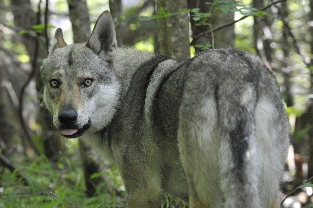 Un chien-loup de Tchequie est photographie aux Diablerets. Ces chiens-loups sont venus pour effectuer des tests de simulation d'attaque sur un troupeau de moutons.