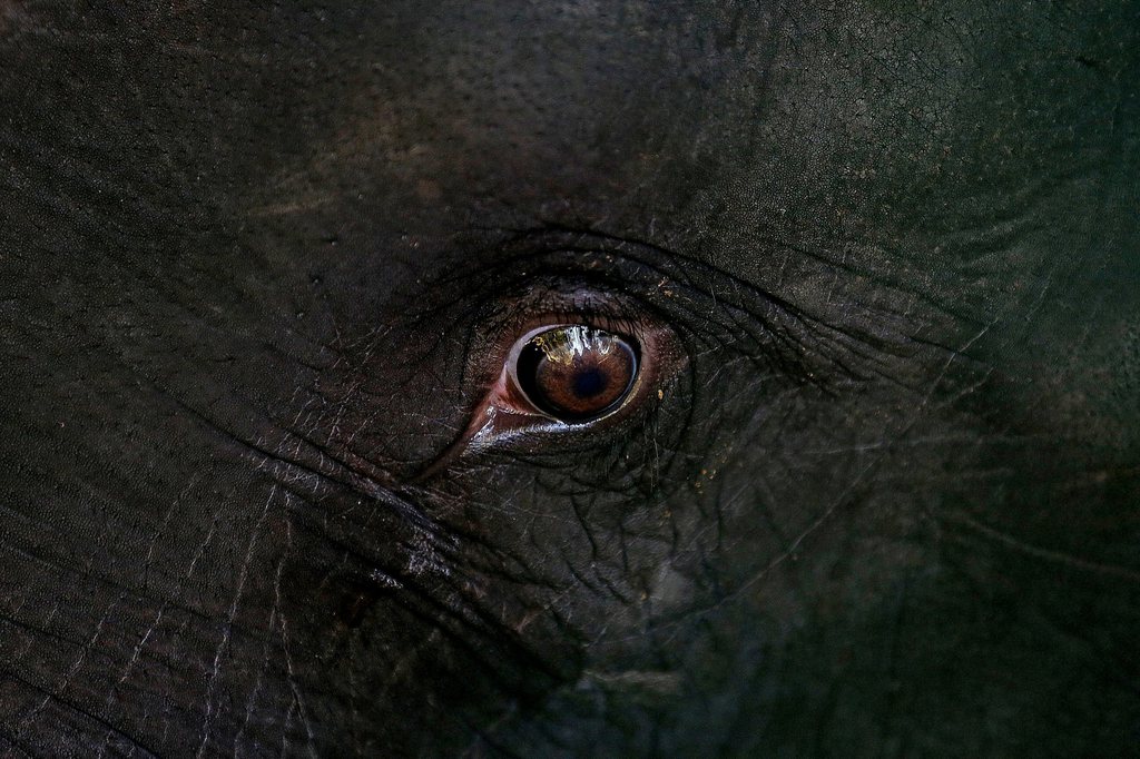 epa03420784 A close up of a baby elephant is seen at the Dehiwala Zoo, 10 km south of Colombo, Sri Lanka, on 03 October 2012. The zoo has a vast collection of animals and birds and aside from exhibiting them, it is also concerned with animal conservation, welfare and education.  EPA/HARISH TYAGI