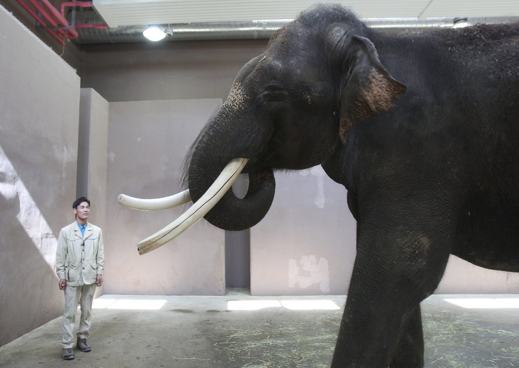 Kosik, a 22-year-old Asian elephant, puts his trunk in his mouth to modulate sound next to his chief trainer Kim Jong-gab at the Everland amusement park in Yongin, South Korea, Friday, Nov. 2, 2012. Kosik uses his trunk to pick up not only food but also human vocabulary. He can reproduce five Korean words by tucking his trunk inside his mouth to modulate sound. (AP Photo/Ahn Young-joon)