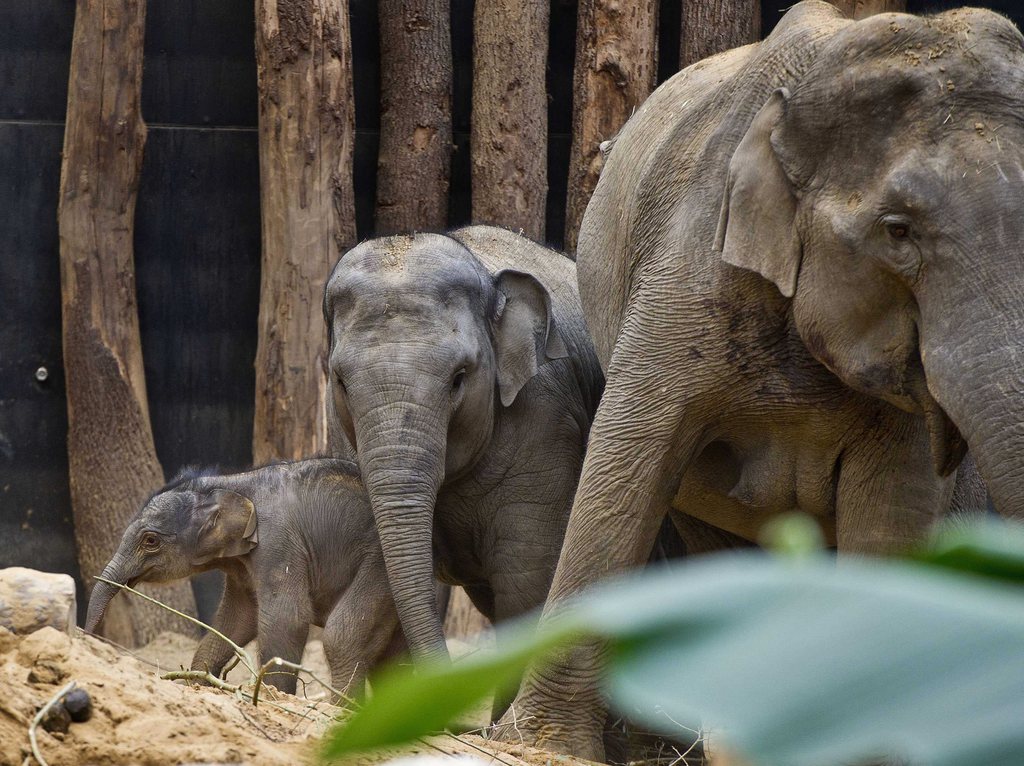Moins de trois mille éléphants de Sumatra vivent encore à l'état sauvage.