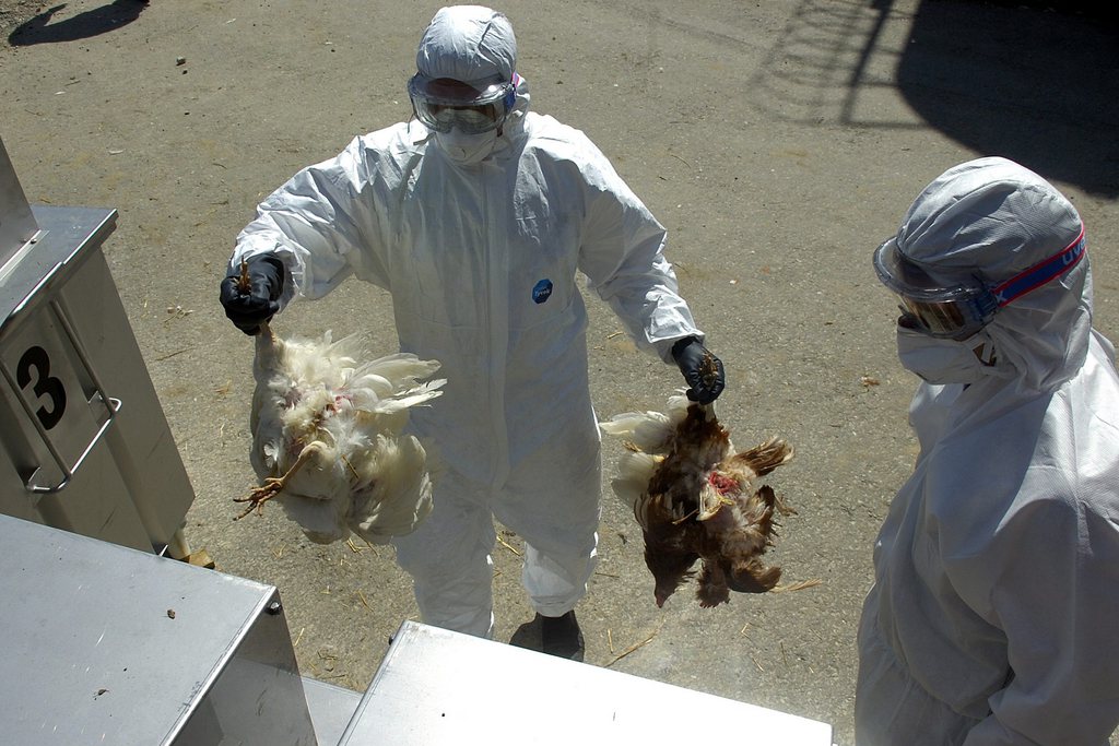 Plus de 2000 poules ont ete eutanasiees au gaz c02, ce mardi 24 avril 2007, dans un elevage de Ueberstorf FR, dans le cadre d'un exercice de simulation en cas de grippe aviaire H5N1, lors d'une epizootie hautement contagieuse. Plus d'une centaine de personnes pompiers, policiers et corps de la protection civile ont ete mobilises pour l'exercice de taille reelle en cas de decouverte du virus h5n1 dans un elevage de poulets.(KEYSTONE/Sandro Campardo)