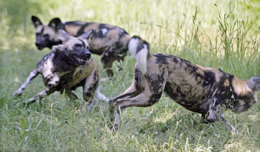 Le chien sauvage africain est un chasseur redoutable, il s'agit d'une espèce en voie de disparition.